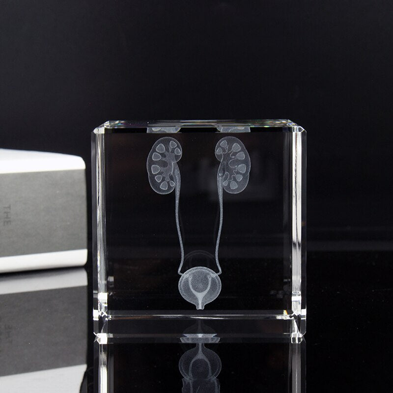 Crystal 3D Laser Engraving Human Organ Anatomy Model