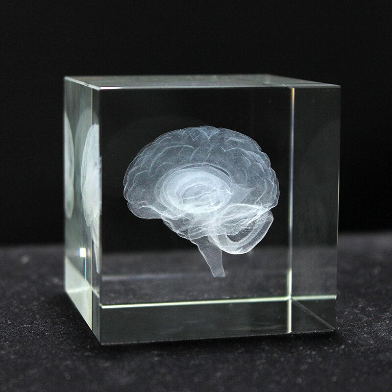 Crystal 3D Laser Engraving Human Organ Anatomy Model