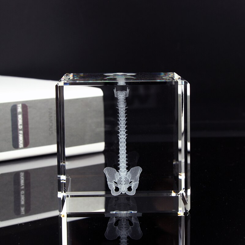 Crystal 3D Laser Engraving Human Organ Anatomy Model