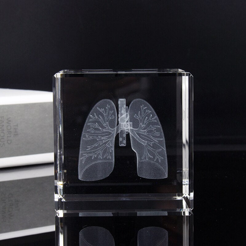 Crystal 3D Laser Engraving Human Organ Anatomy Model