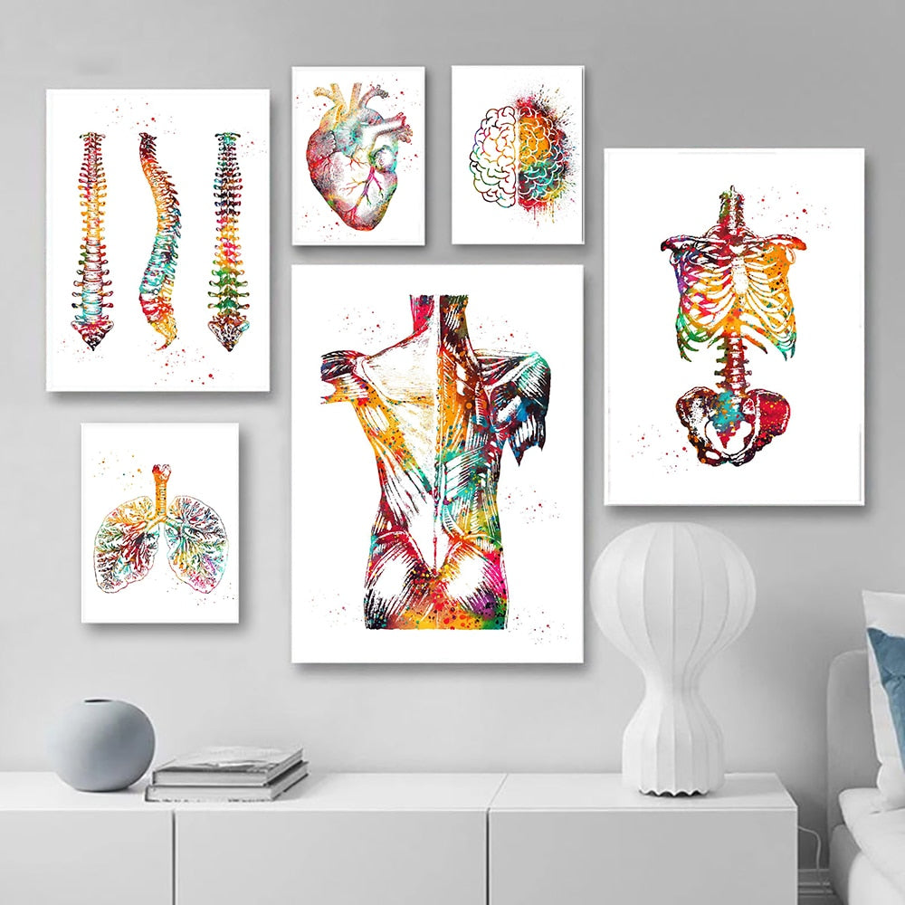 Human Anatomy Wall Art