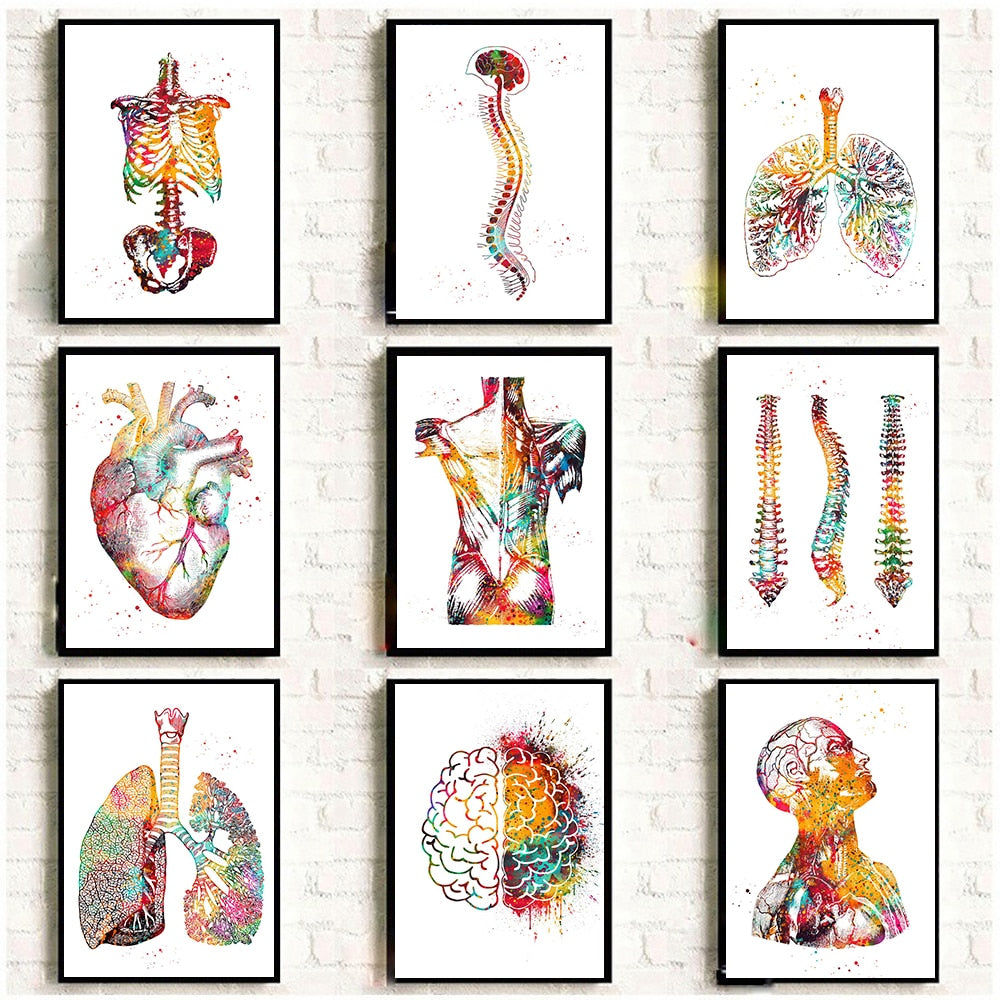 Human Anatomy Wall Art